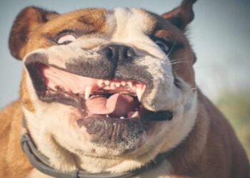 Cani socievoli al parco: come gestire incontri e giochi