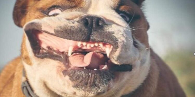 Cani socievoli al parco: come gestire incontri e giochi