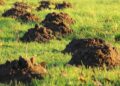 Lotta biologica con i nematodi: cos’è, come funziona e quando usarla