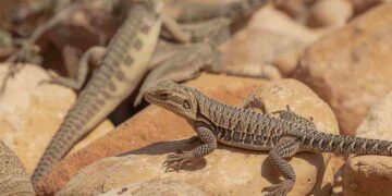 Piccoli dinosauri tra noi: Il fascino nascosto delle lucertole