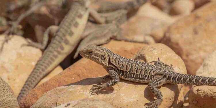 Piccoli dinosauri tra noi: Il fascino nascosto delle lucertole