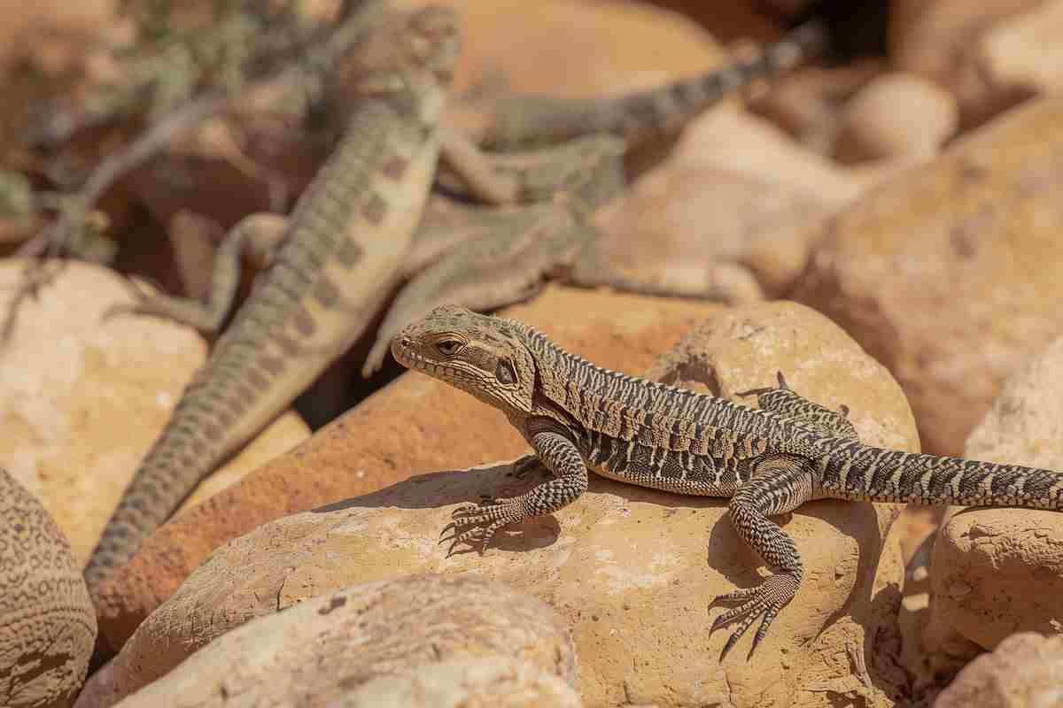 Piccoli dinosauri tra noi: Il fascino nascosto delle lucertole