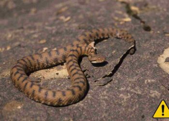 Custodi silenziosi della biodiversità: i serpenti innocui che puoi incontrare in Campania