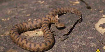Custodi silenziosi della biodiversità: i serpenti innocui che puoi incontrare in Campania