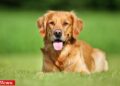 4 Zampe al fresco: Guida pratica per proteggere il tuo cane dal caldo estivo
