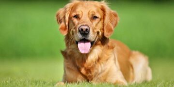 4 Zampe al fresco: Guida pratica per proteggere il tuo cane dal caldo estivo