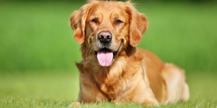 4 Zampe al fresco: Guida pratica per proteggere il tuo cane dal caldo estivo