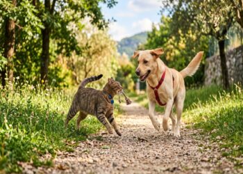 Il peso forma del cane e del gatto: come riconoscerlo e quali rischi evita